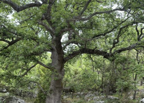 Δασάκι Καμαριώτη